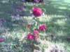abc80881399a_small.jpg
