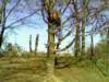 cb6d537366e3_small.jpg