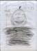 savannahonionhead_small.jpg