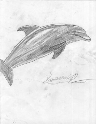 savannahdolphin.jpg