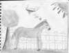 savannahfirsthorse_small.jpg