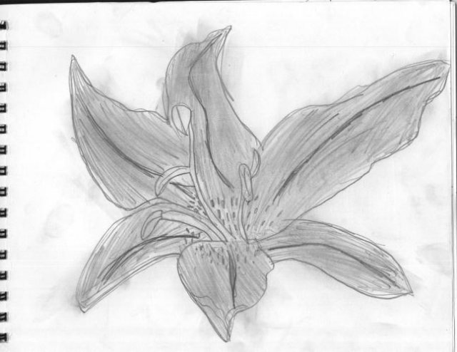 savannahlilly.jpg