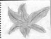 savannahlilly_small.jpg
