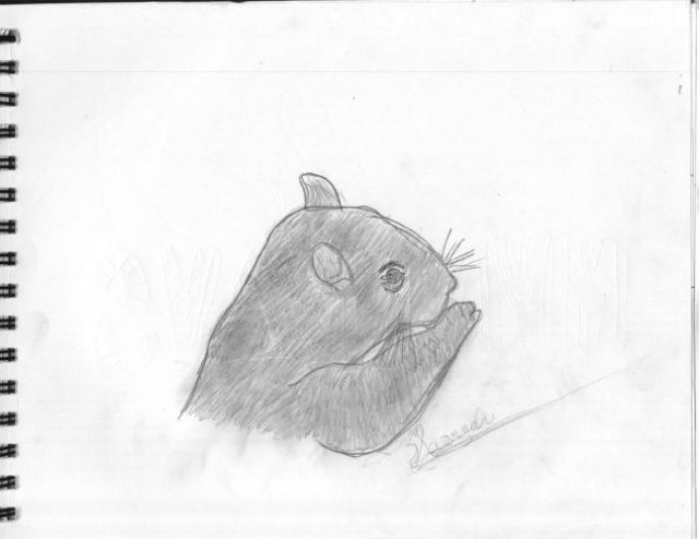 savannahsquirrel.jpg