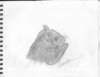 savannahsquirrel_small.jpg