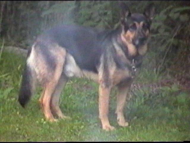 dog1.jpg