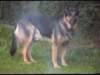 dog1_small.jpg