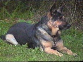 dog3.jpg