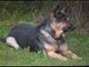 dog3_small.jpg