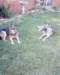 photo0036_small.jpg